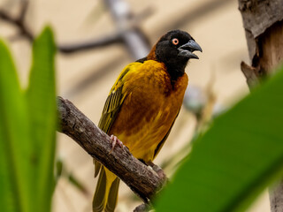black headed weaver