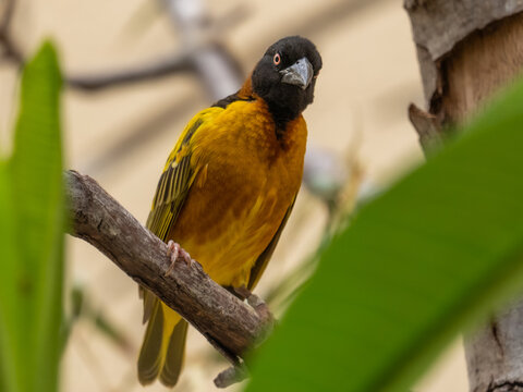 Black Headed Weaver