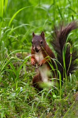 eichhörnchen, tier, nager, natur, säugetier, wild, wild lebende tiere, hübsch, 