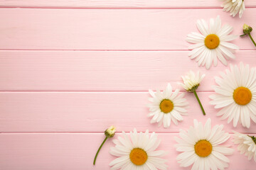 Spring and summer chamomile flowers on pink wooden background.