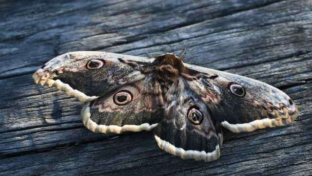Butterfly Saturnia pyri with spread wings. Giant peacock moth 