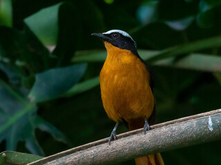 cossypha albicapilla