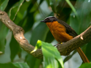 cossypha albicapilla