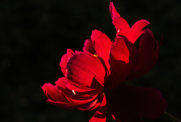 Red peony in sunlight on a black background.