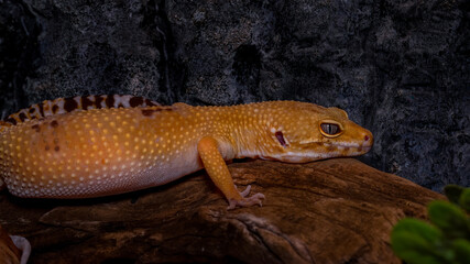 eidechse, reptil, tier, green, natur, wild lebende tiere, makro, wild, gecko