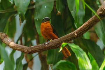 cossypha albicapilla