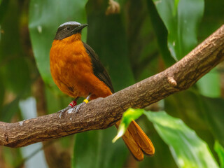 cossypha albicapilla