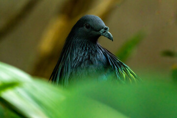 collar pigeon 