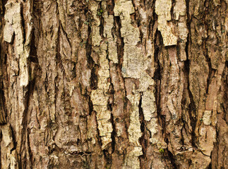 Brown tree bark with small lichen or moss. Closeup wooden grungy rough texture. Horizontal image, vertical lines. Nature background with place for text.