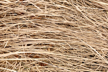 Full frame texture of dry grass. Dry sedge after winter on the banks of the swamp. Brown, beige, cream, light yellow colors nature background with place for text. Horizontal lines image.
