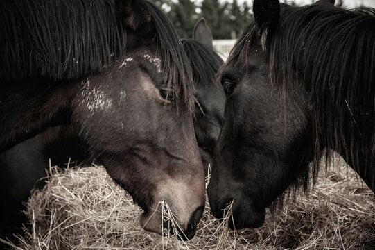 friesian horses together close up heads eating hay