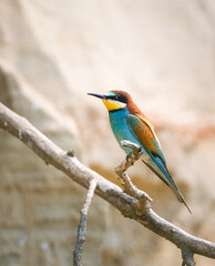 bird, bienenfresser, bees, natur, wild lebende tiere, tier, 