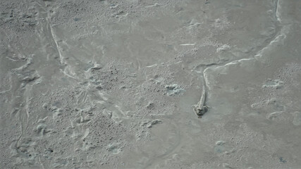 selective focus, Mudskipper or Amphibious fish in a low tide mangrove forest