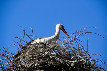 Stork on nest against blue sky. White stork living in village in Ukraine. The Nest of stork in the wild nature.