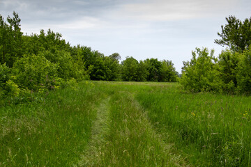 Pathway with green grasses in the green nature background. The narrow road path way from the wheels in the village in Ukraine.