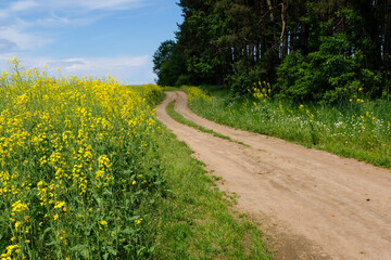 a winding field road. blooming rapeseed. yellow field of rapeseed flowers.