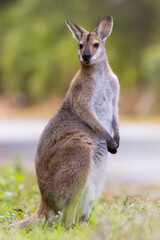 Red-necked Wallaby (Macropus rufogriseus) standing. Murwillumbah, NSW, Australia.