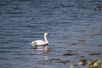 swan on the river