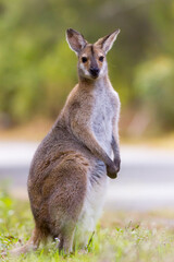 Red-necked Wallaby (Macropus rufogriseus) standing. Murwillumbah, NSW, Australia.