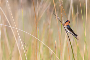 Welcome swallow (Hirundo neoxena) perched on reeds. Cudgen Lake, NSW, Australia