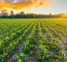 Scenic view at beautiful green corn field during sunset with green grass, deep beautiful cloudy sky , golden sun rays , summer landscape