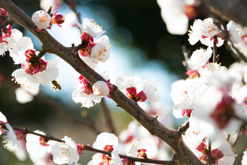 Cherry tree branches with beautiful flowers in spring