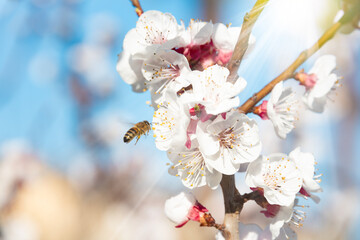 Cherry tree branches with beautiful flowers in spring