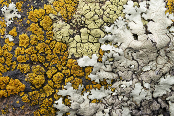 Colorful lichen colony on rock surface; illustration for symbiosis or natural abstract background. Color photo. No.2. - obrazy, fototapety, plakaty