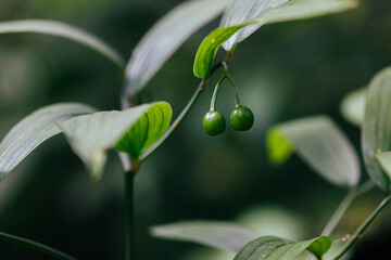 Plants with round fruits