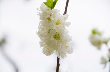 어느 봄날어 찍은 봄의 전령사!!!!