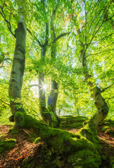 Sunny Forest of moss covered Old Beech Trees
