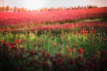 Blooming fields of red crimson clover - Trifolium incarnatum, summer meadow landscape