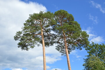 Russia, Tver region, Nilo-Stolobenskaya desert, pines, trees and sky