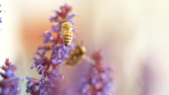 Close up of honey bee flying and collecting nectar pollen around garden sage flowers (salvia officinalis). Super slow motion filmed at 1000 fps.