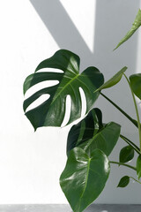 Beautiful monstera deliciosa or Swiss cheese plant in the sun against the background of a white wall. Home gardening concept. Selective focus.