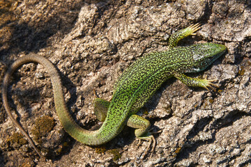 Obraz premium European green lizard Lacerta viridis on the tree; color photo. No.3.