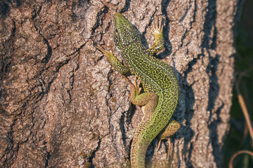 Naklejka na ściany i meble European green lizard Lacerta viridis on the tree; color photo. No.4.