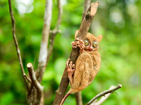 Selective focus shot of the endangered tarsier on the Belitung Island, Indonesia