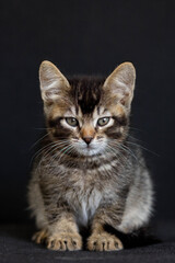 Tricolor domestic kitten looking at camera on the black background