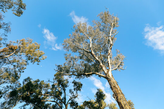 Magestic gum tree towering into blue sky in the Australian bush