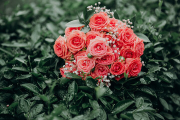 Bouquet of roses on a background of green leaves wet after the rain
