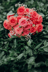 Bouquet of roses on a background of green leaves wet after the rain