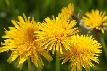 Dandelion flowers in a grass