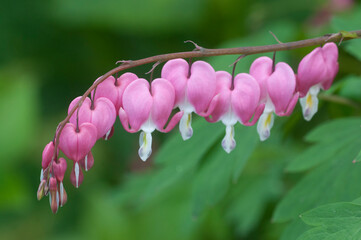Flowers of a bleeding heart Dicentra