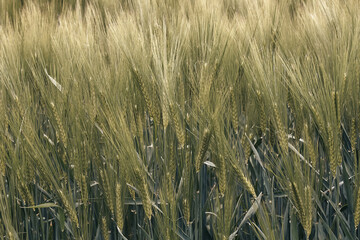 Wheat field close up before harvest in summer light. Illustration of wheat cultivation or agriculture, agronomy; color photo.