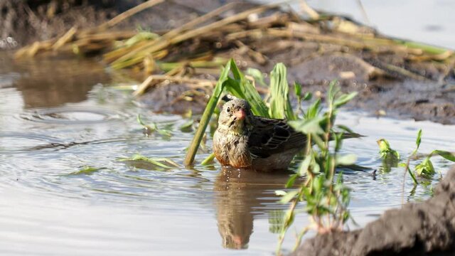 The ortolan bunting bird taking a bath, Emberiza hortulana