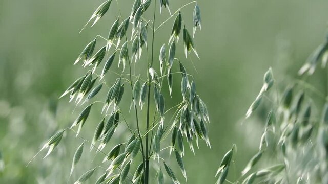 Green oat ears on a field, Avena sativa