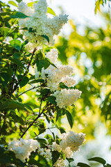 white lilac in the garden
