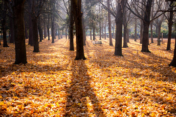 Fototapeta premium Nature in autumn, beautiful colorful trees and leaves