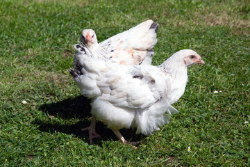 Light Sussex backyard domestic chickens, Hampshire, England, United Kingdom.